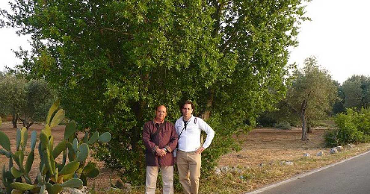 Scoperta in Salento la ''quercia elegante'': � l'unica al mondo